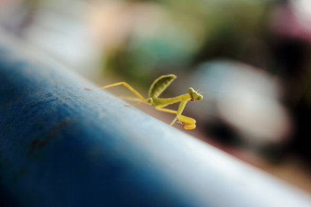 Hi! says praying mantisの写真素材