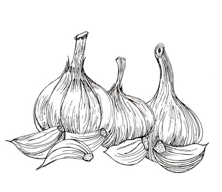 set of garlic sketch illustration backgroundの写真素材