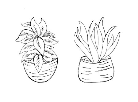 Set of indoor plant in pot ink sketch illustration backgroundの写真素材