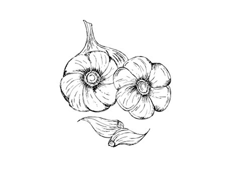 Set of garlic hand drawn Spice food item illustration.の写真素材
