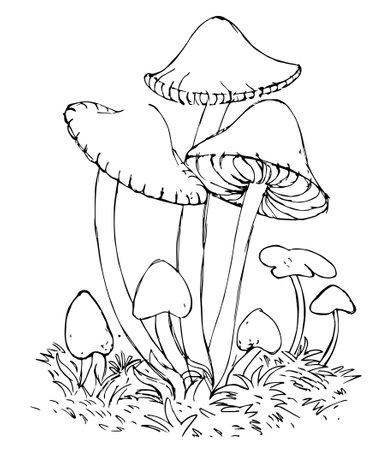 Black and white hand drawn illustration mushroomの写真素材