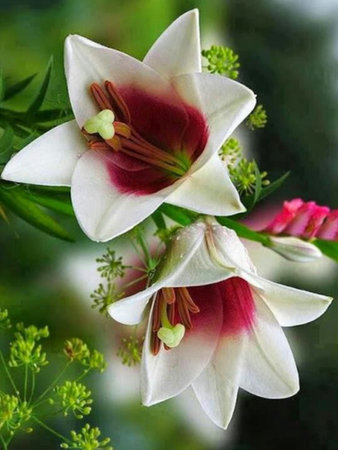 BEAUTIFUL BELL SHAPED LILY FLOWER