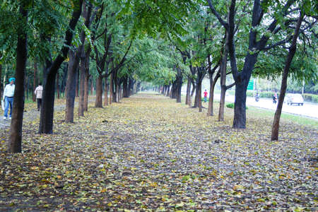 Tree line with fallen leaves.のeditorial素材