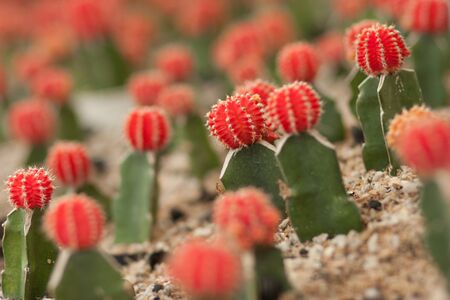 Red Cactusの写真素材