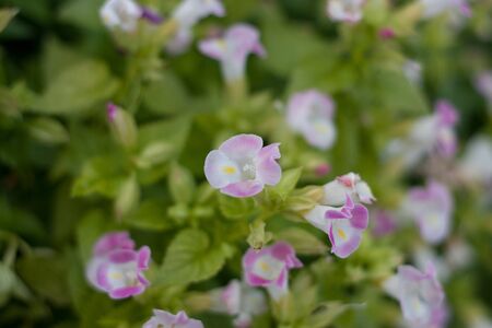 Closeup flowerの写真素材