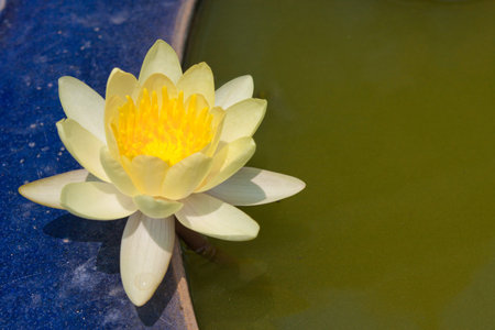 Bloom Yellow Lotus in the Large Jarの写真素材