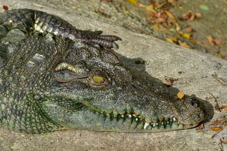 Large freshwater crocodiles are sunbathing on the floor.の写真素材