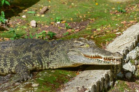 Large freshwater crocodiles are sunbathing on the floor.の写真素材