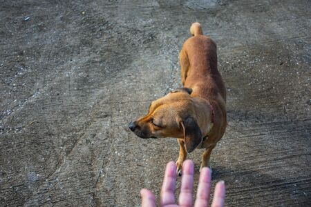 Brown fur dog Looks friendly and cuteの写真素材