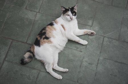 The time when the cat has cute colored dots in the morning.の写真素材