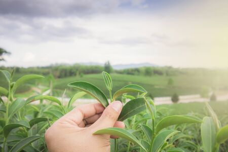 Asian man harvests fresh tea leaves on the farm, shaking hands with a man at a tea plantation in Thailand.の写真素材
