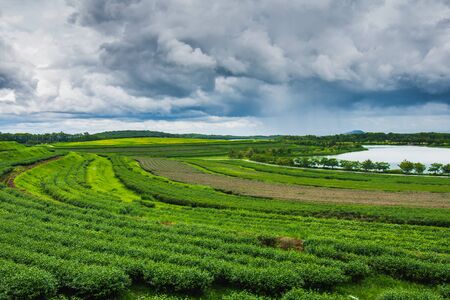 Tea plantation at Singha Park, Chiang Rai, Thailandの写真素材