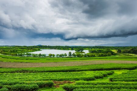 Tea plantation at Singha Park, Chiang Rai, Thailandの写真素材