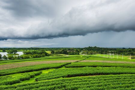 Tea plantation at Singha Park, Chiang Rai, Thailandの写真素材