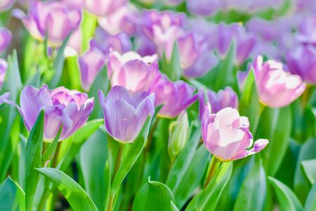 Tulip flowers with green leaf background in Chiang Rai Thailand flower garden in winter or spring day for beauty decoration, postcards and agricultural concept design.の写真素材