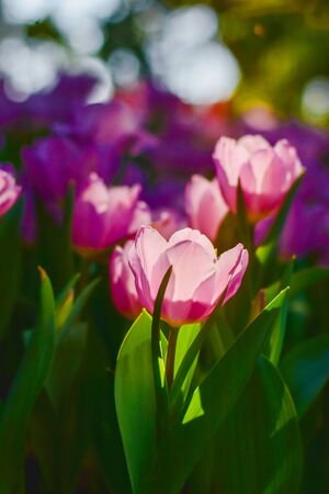 Tulip flowers with green leaf background in Chiang Rai Thailand flower garden in winter or spring day for beauty decoration, postcards and agricultural concept design.の写真素材