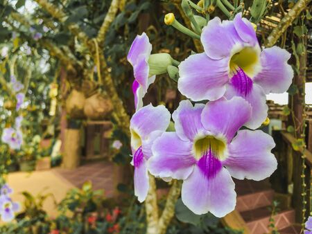 Beautiful purple orchid Natural backdropの写真素材