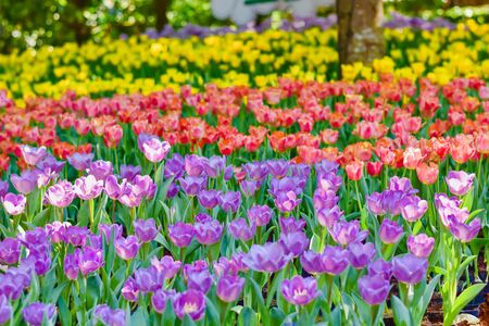 Tulip flowers with green leaf background in Chiang Rai Thailand flower garden in winter or spring day for beauty decoration, postcards and agricultural concept design.の写真素材