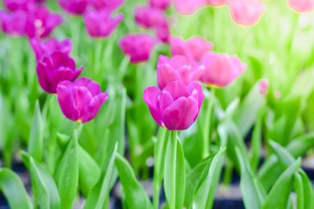 Tulip flowers with green leaf background in Chiang Rai Thailand flower garden in winter or spring day for beauty decoration, postcards and agricultural concept design.の写真素材