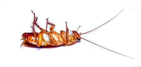 Dead cockroach on white backgroundの写真素材
