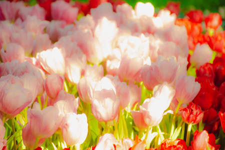 Beautiful tulips in the blooming scene, blooming flower festival in Chiang Rai, Thailandの写真素材