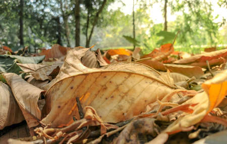Yellow leaves on the floor in the autumn sunlightの写真素材