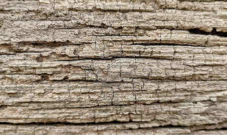 Soothes the skin brown bark of the treeの写真素材