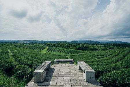 Tea Plantation at Choui Fong Tea, Chiang Rai, Thailand