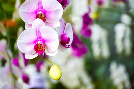 Phalaenopsis orchids flowers bloom in spring adorn the beauty of nature.の写真素材
