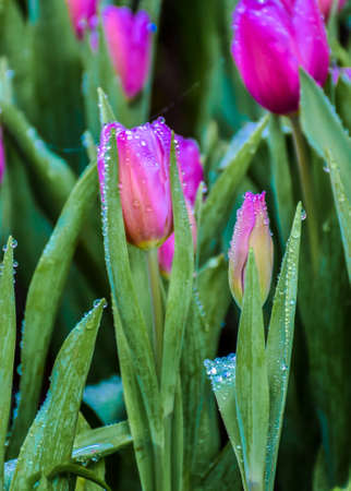 Colorful tulip groups Tulip flower red, pink, purple brighten up with sunlight. Soft focus, tulip close-up, tone Colorful tulip picture backgroundの写真素材