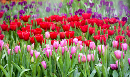 Colorful tulip groups Tulip flower red, pink, purple brighten up with sunlight. Soft focus, tulip close-up, tone Colorful tulip picture backgroundの写真素材