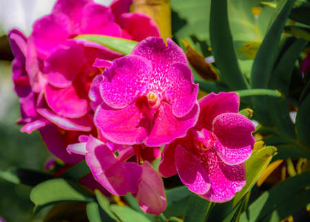 Phalaenopsis orchids flowers bloom in spring adorn the beauty of nature.の写真素材
