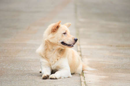 The dog lived freely and happily in a rural village. Sitting and looking at somethingの写真素材