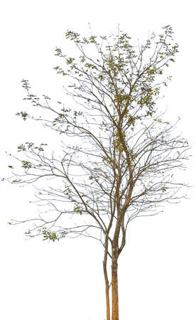 A lone tree has very few leaves. On a white backgroundの写真素材