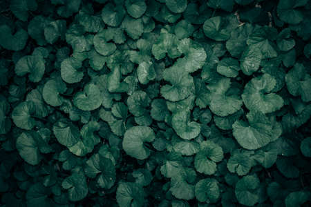 Green leaves pattern background, Natural background and wallpaperの写真素材
