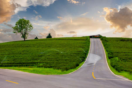 Beautiful scenery of Chouifong tea plantation attraction with sunset at Mae Chan, Chiang Rai, Thailand.の写真素材