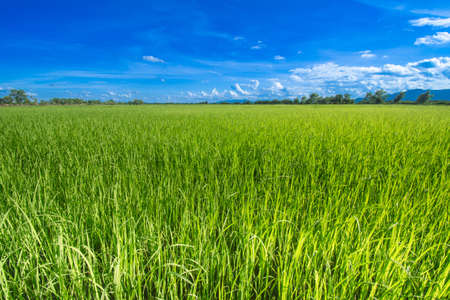 Beautiful green rice fields with blue sky clouds and beautiful landscapes can be brought to the background.の写真素材