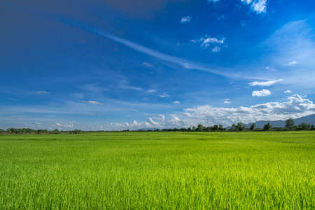 Beautiful green rice fields with blue sky clouds and beautiful landscapes can be brought to the background.の写真素材