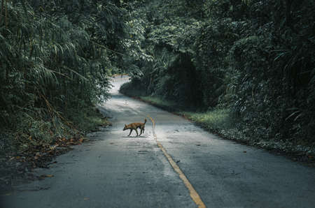 Mountain forests, roads with dense pine forests in the mountains in Chiang Rai, Thailand, where nature is the most.の写真素材