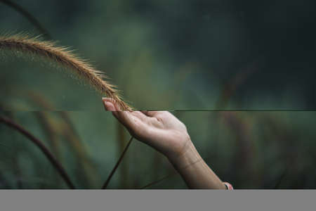 Close-up of a woman's hand touching a misty grass flower in the rainy season.の写真素材
