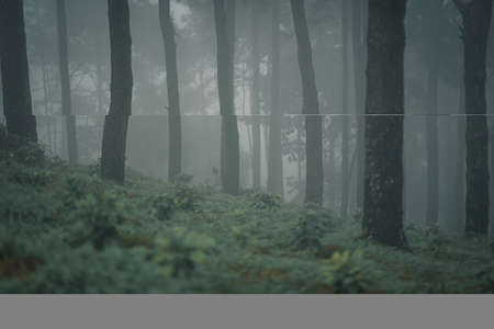Pine trees in the rainy season and fog in thailand.の写真素材