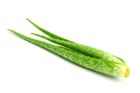 Aloe vera plant isolated on white backgroundの写真素材
