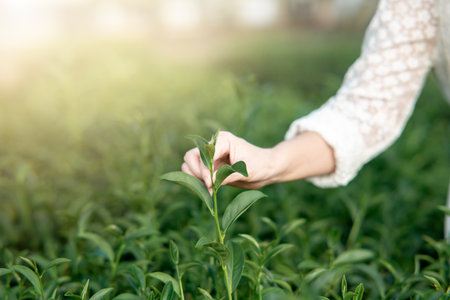 Close-up of a woman's hand picking up tea leavesの写真素材