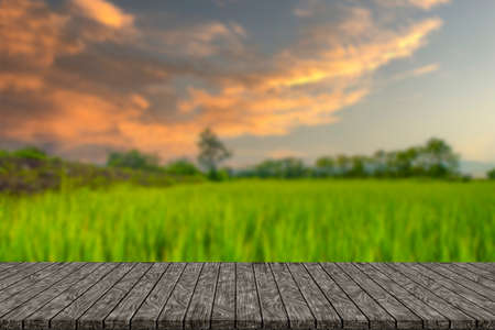 rice field and sky background at sunset with sunlight and overcast cloudsの写真素材
