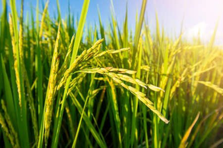 beautiful sunset rice field close upの写真素材