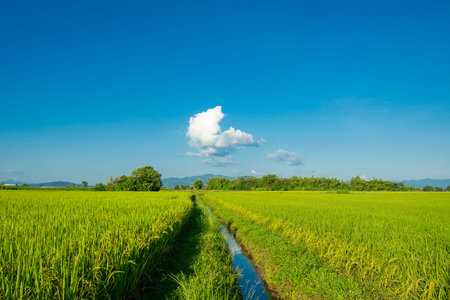 Green rice fields with a mountain backdrop and a beautiful blue sky.