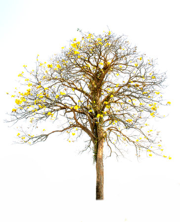 Supanniga Tree (Cochlospermum regium) yellow flowering. Isolated on white backgroundの写真素材