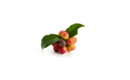fresh coffee beans isolated on white backgroundの写真素材