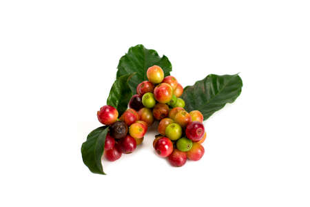 fresh coffee beans isolated on white backgroundの写真素材