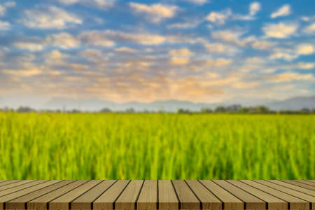 rice field and sky background at sunset with sunlight and overcast cloudsの写真素材